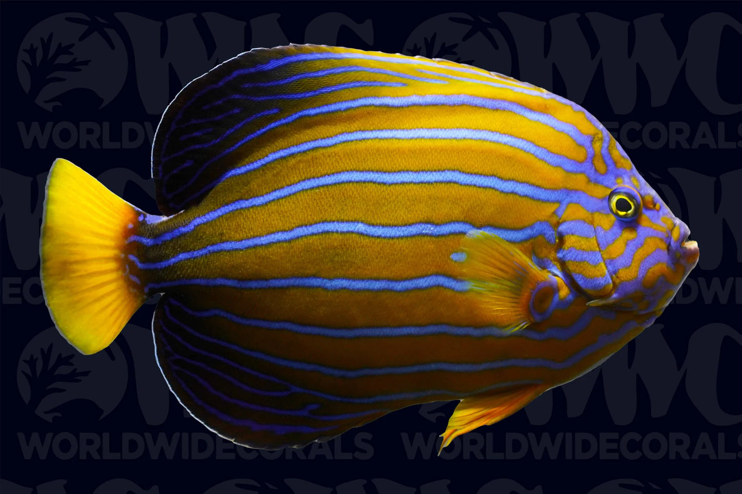 The Chinese Blueline Angelfish, Chaetodontoplus septentrionalis X Large