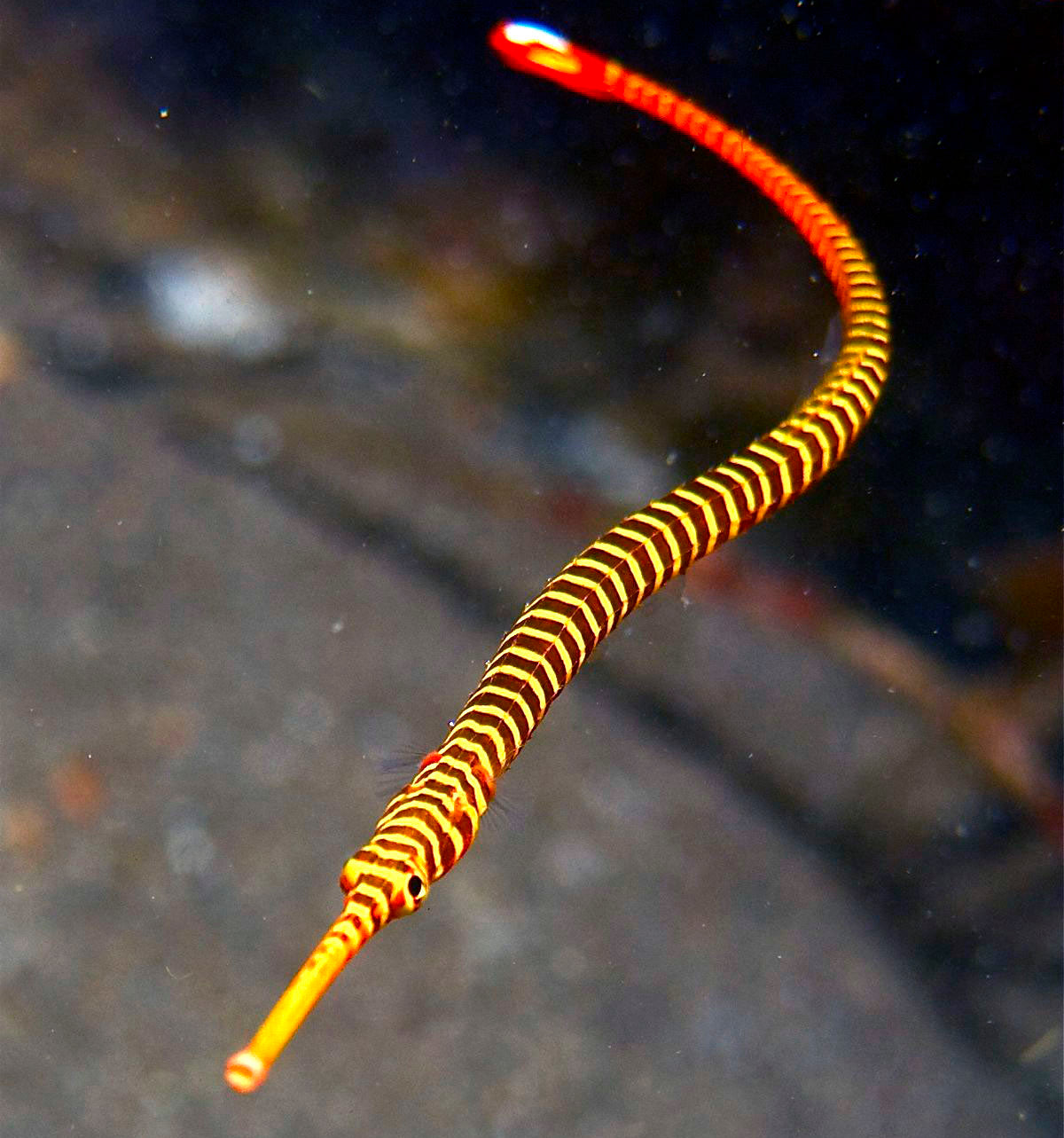 Candy Pipefish, Dunckerocampus pessuliferus