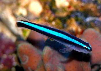 Neon Goby - Blue, Elacatinus oceanops (tank bred)