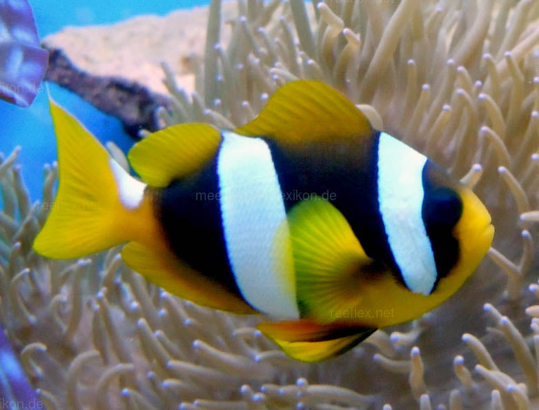 true Madagascar Wideband Clownfish, Amphiprion latifasciatus (pairs)