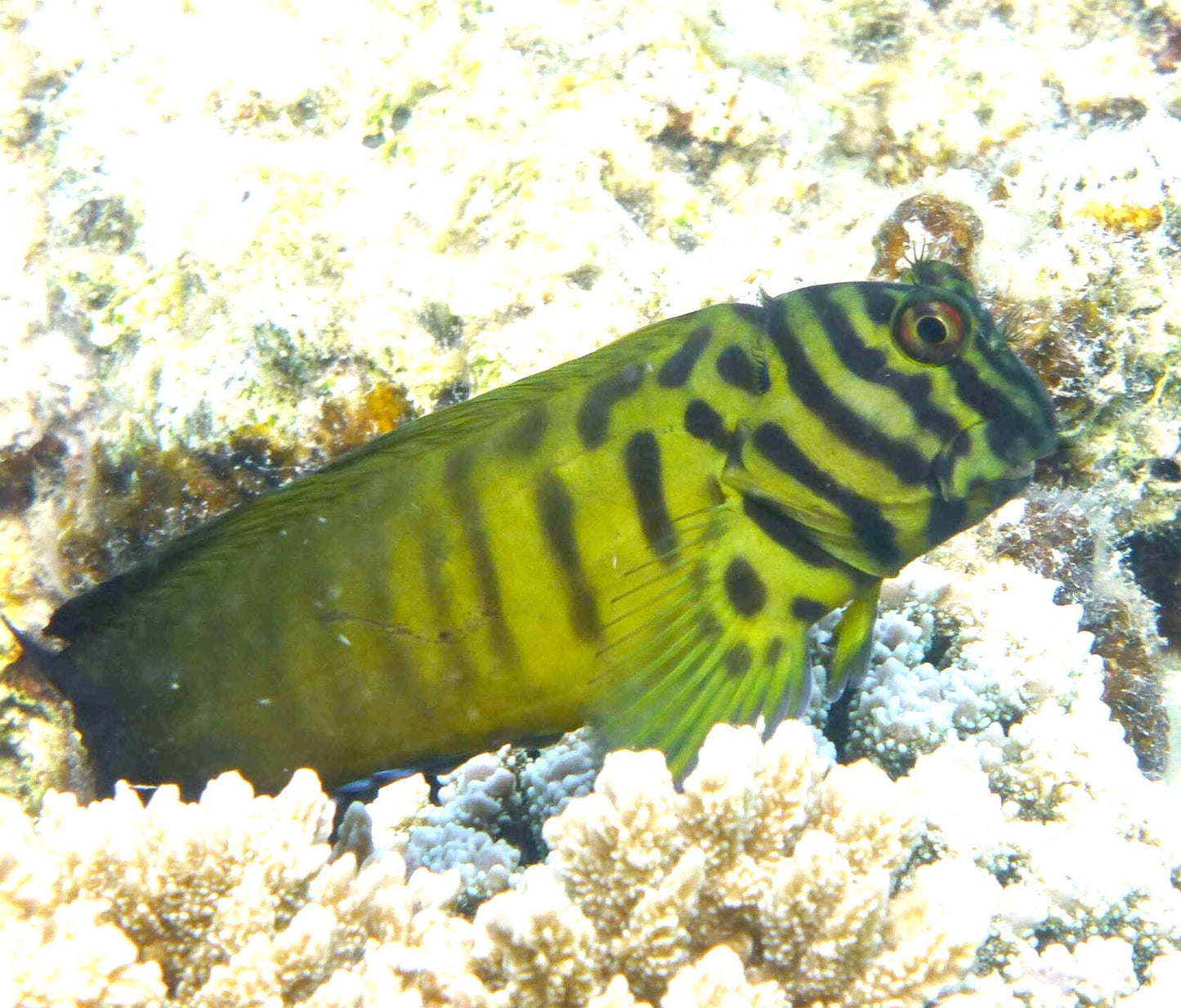 Chestnut Blenny cirripectes castanets.