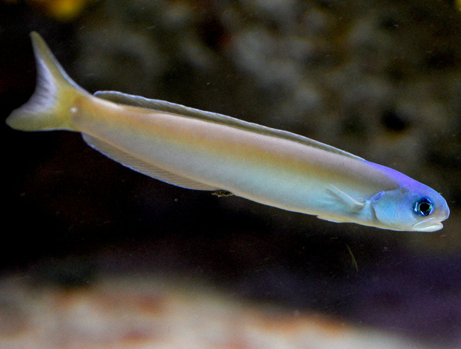Dusky Tilefish, Hopolatilus cuniculus