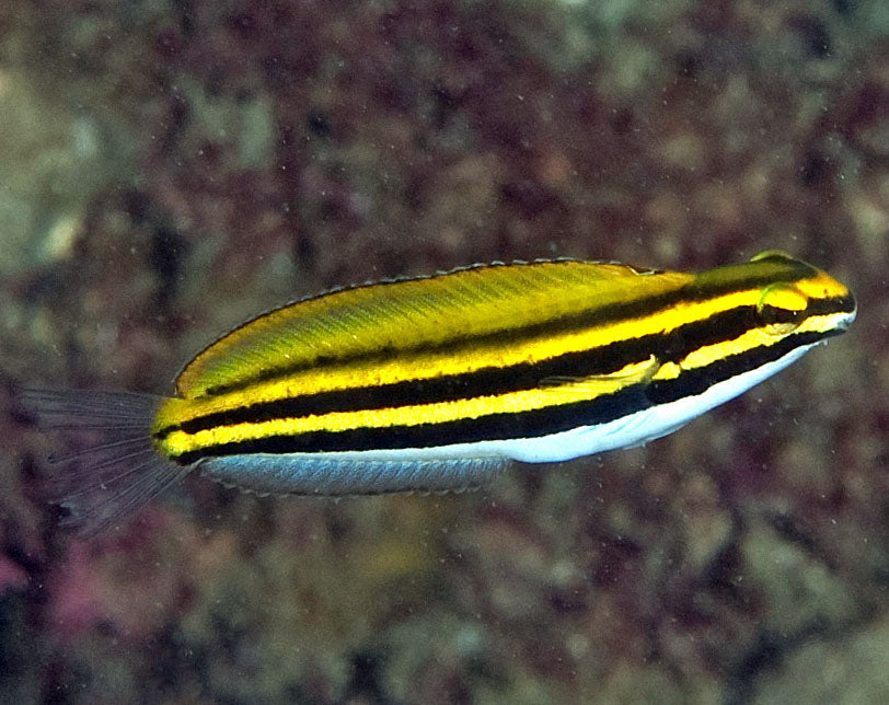 Australian Lined Fangblenny, Meiacanthus lineatus
