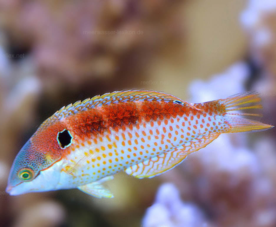 Vivien's Leopard Wrasse, Macropharyngodon vivienae