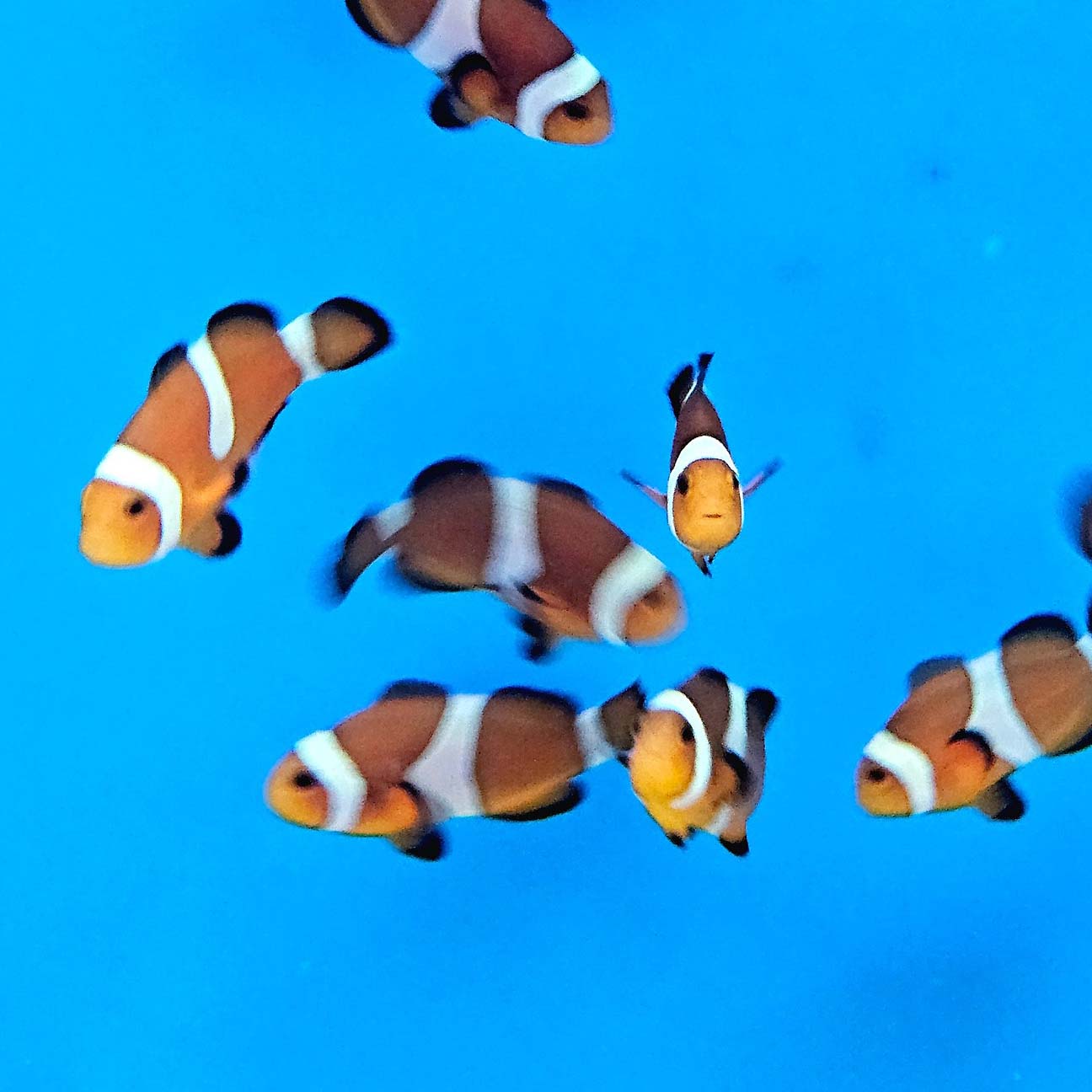 Common Clownfish, Amphriprion Ocellaris tank bred