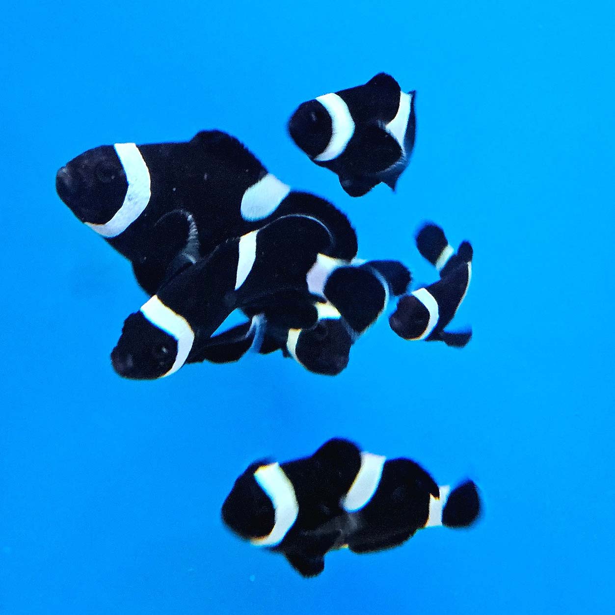 Black Darwin's Clownfish, Amphiprion ocellaris (Tank bred ) pairs