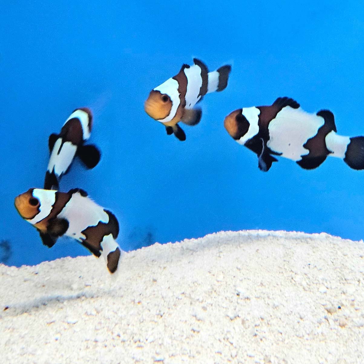 Black Ice Snowflake Clownfish Amphiprion ocellaris - Pairs