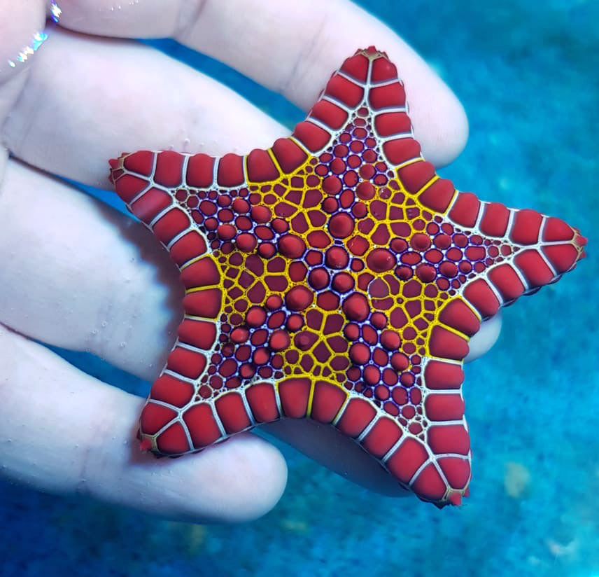 Australian Bonfire Biscuit Starfish, Pentagonaster dubeni