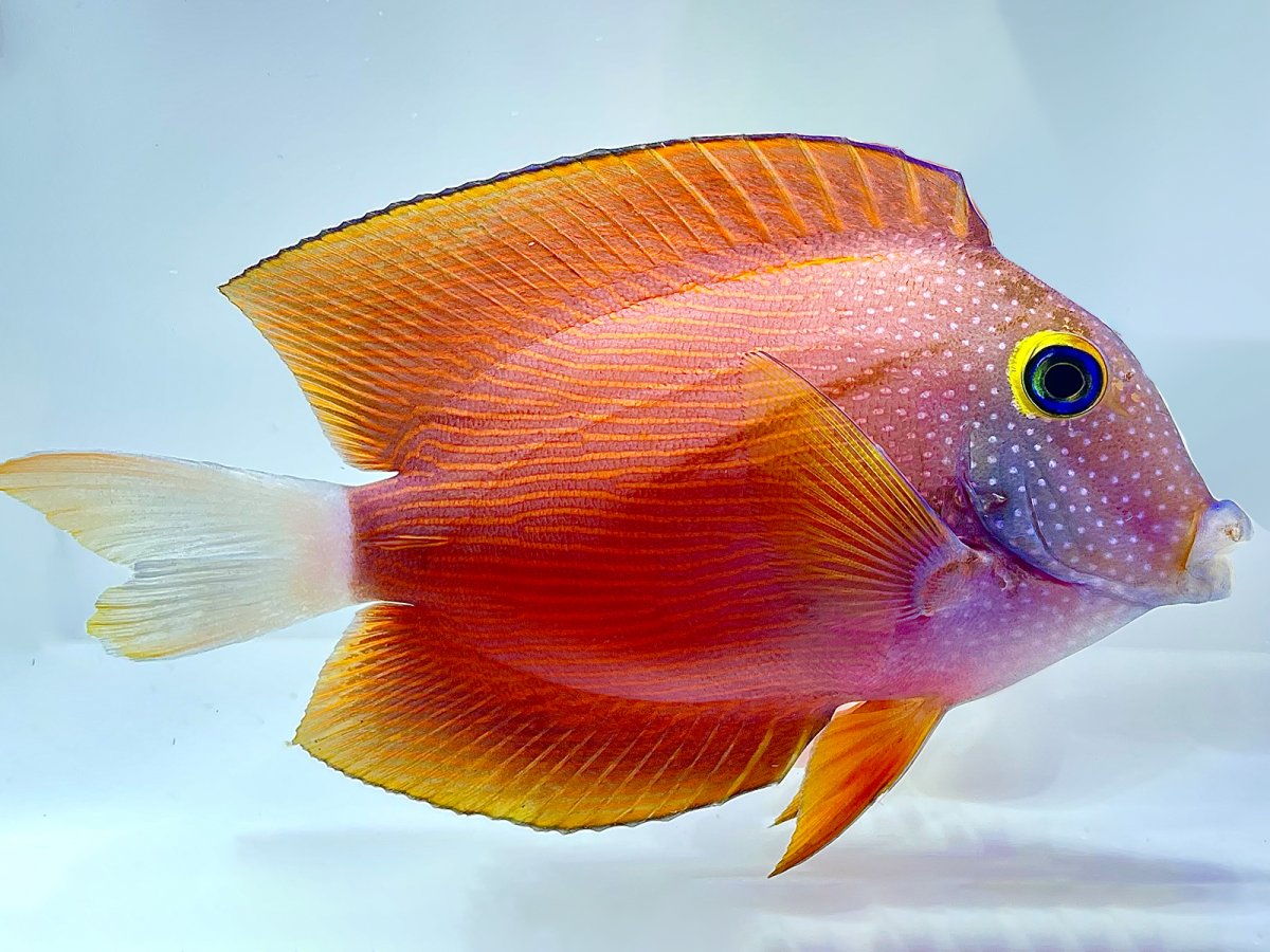 White Tail Kole Tang, Ctenochaetus flavicauda.