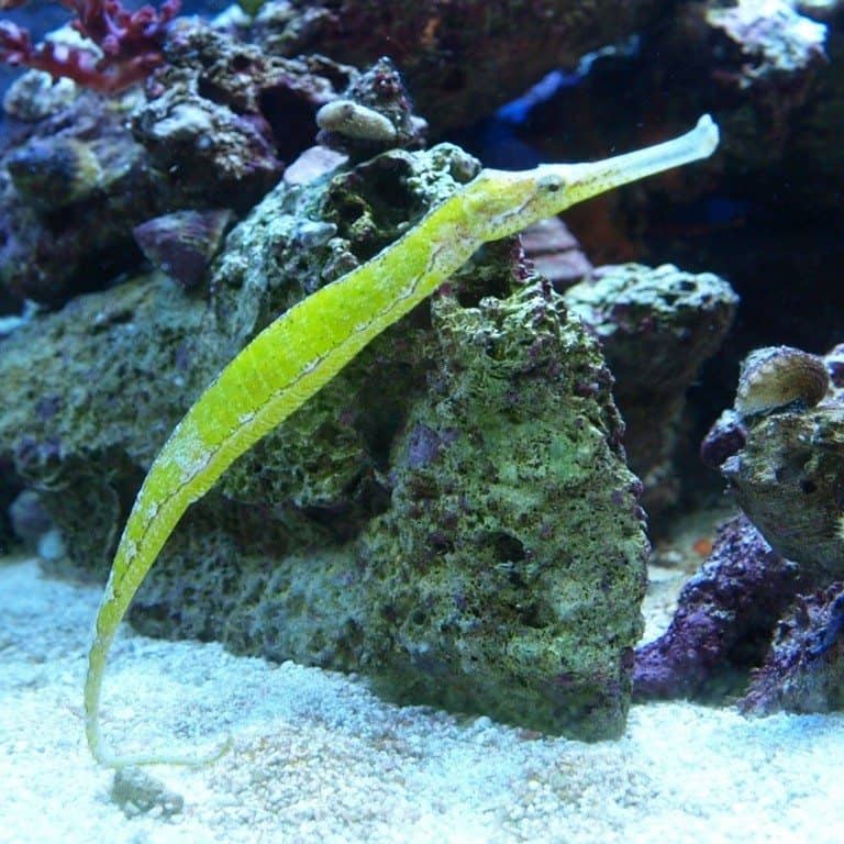 Alligator Pipefish, Syngnathoides biaculeatus