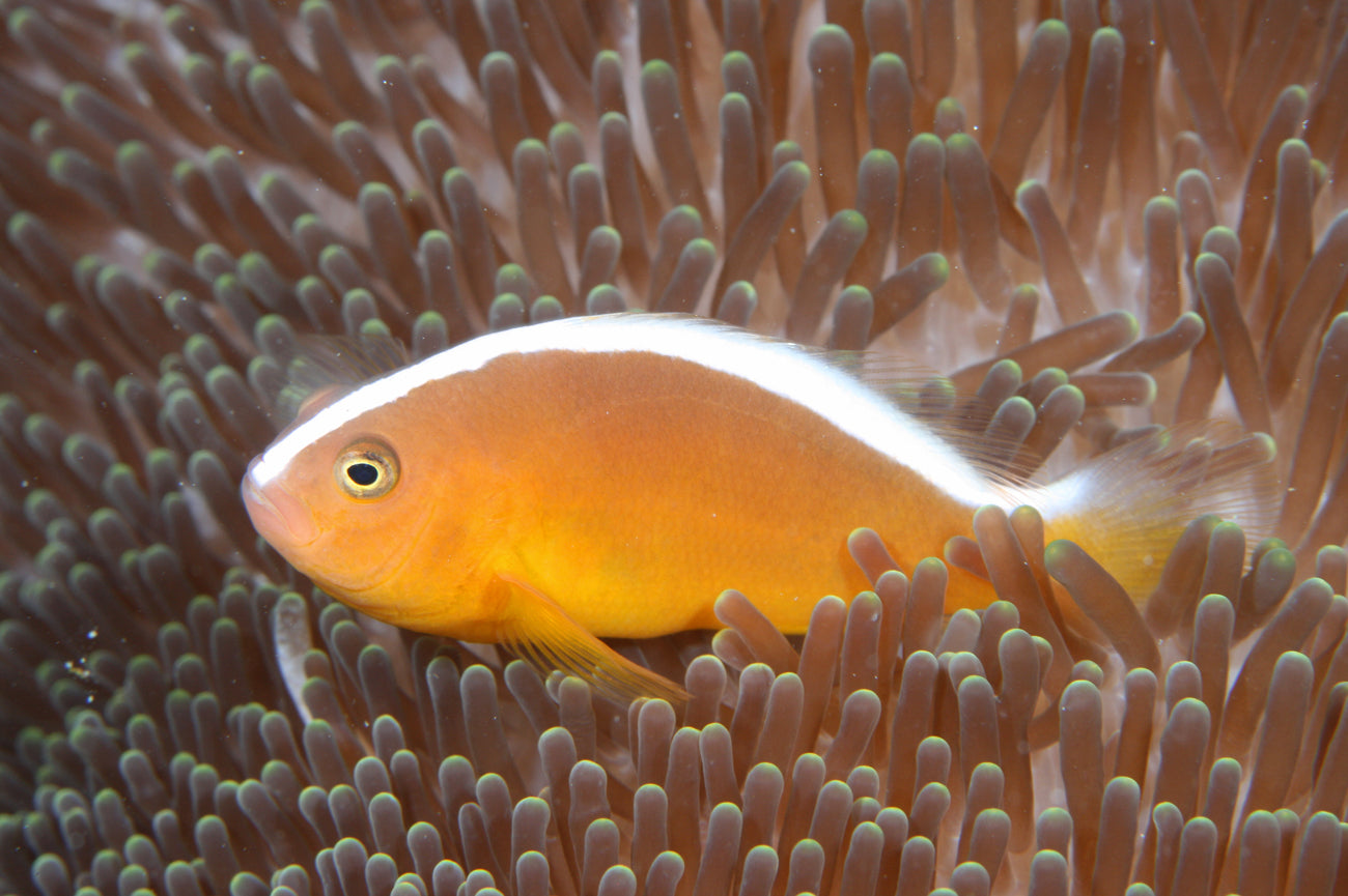Orange Skunk Clownfish, Amphiprion sandaracinos