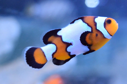 Black Ice Snowflake Clownfish Amphiprion ocellaris