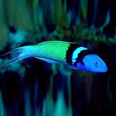 Blue Head Wrasse Thalassoma Bifasciatum
