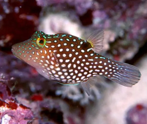 Maldive Puffer, Canthigaster janthinoptera