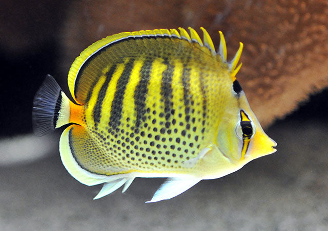 Spot Banded Butterflyfish, Chaetodon punctatofasciatus