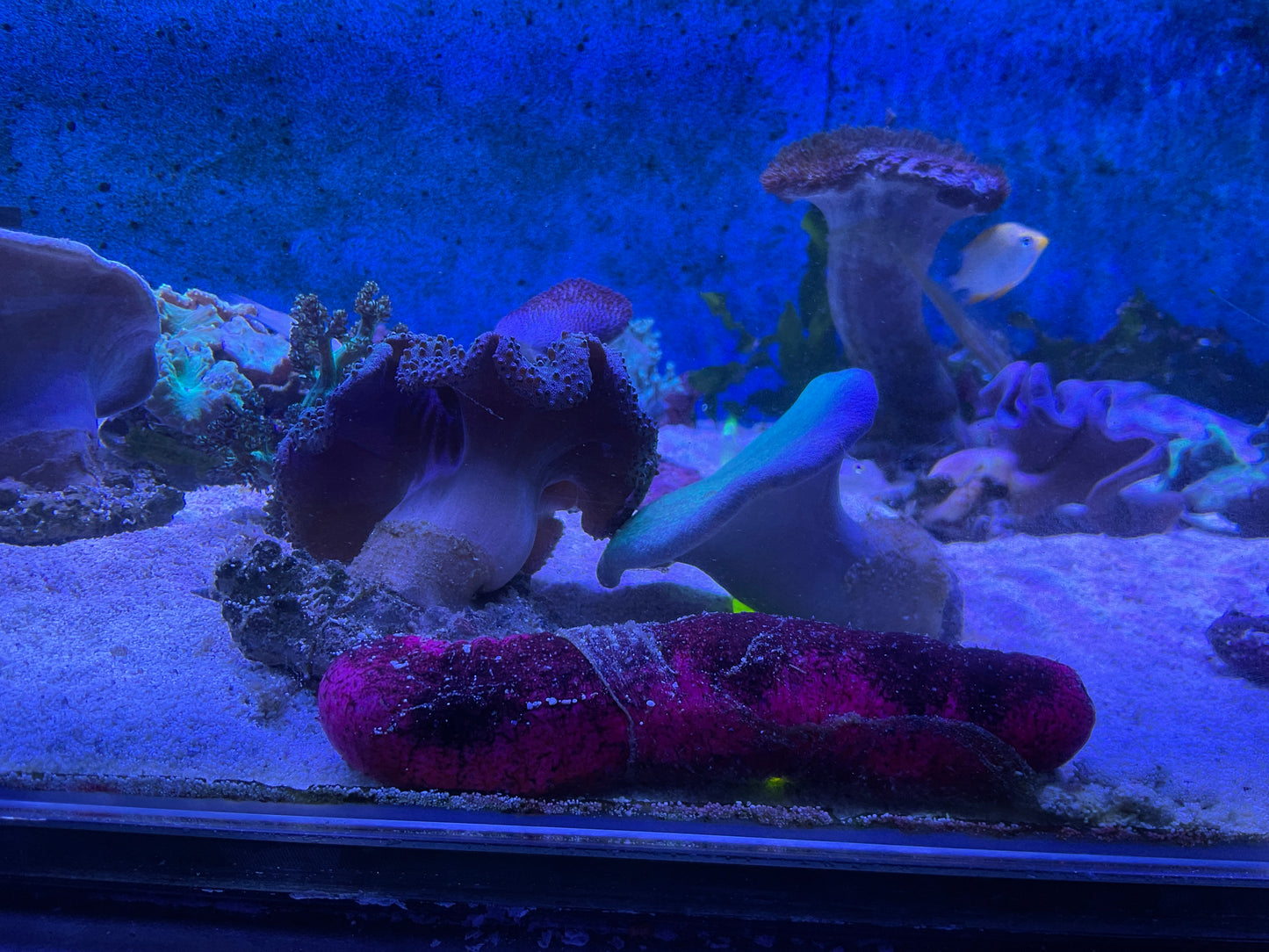 Red & Black Sea Cucumber (Holothuria edulis)