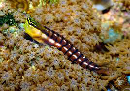 Golden Tiger Blenny Ecsenius Escenius segmentatus