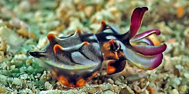 Flamboyant Cuttlefish, Metasepia pfefferi