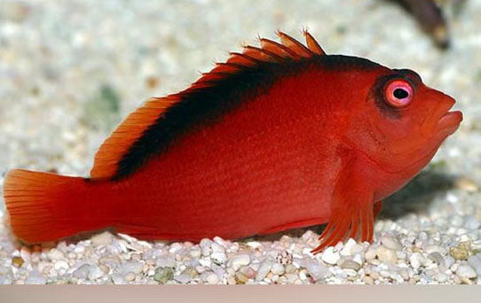 Scarlet Hawkfish (Neocirrhites armatus)
