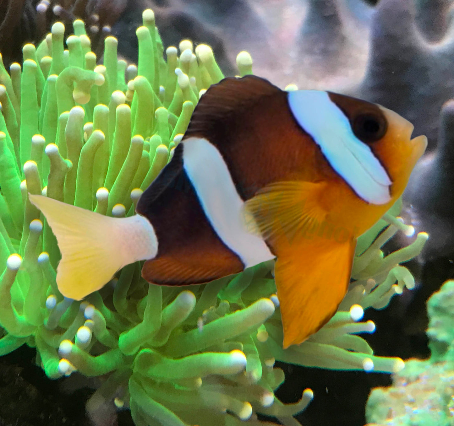 Sebae Clownfish, Amphiprion sebae