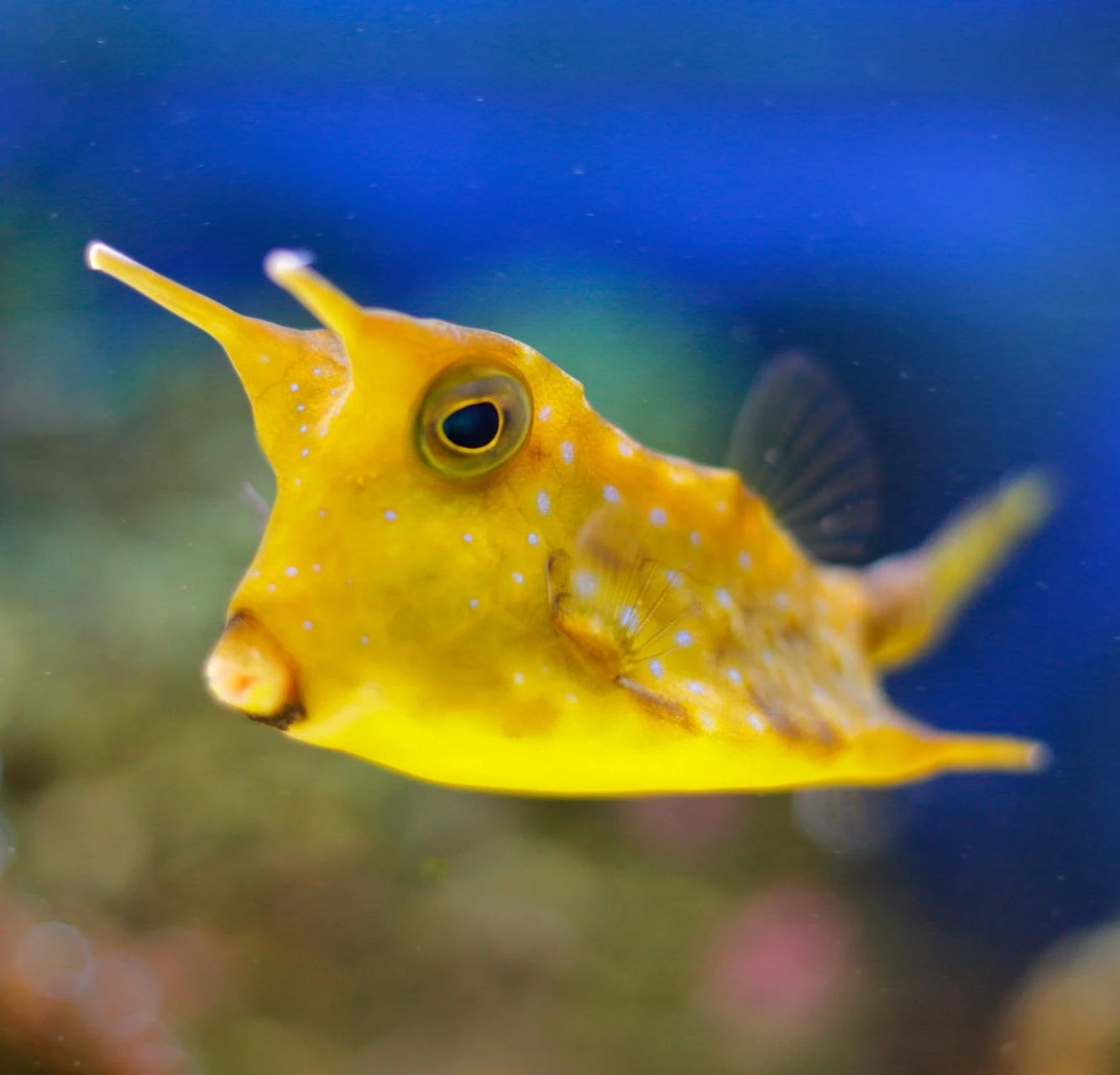 Cowfish - LongHorn, Lactoria cornuta