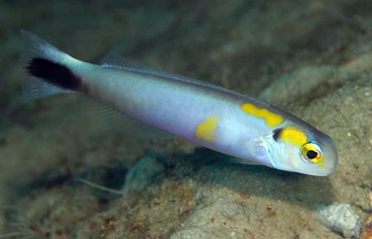 Yellow-spotted Tilefish, Hoplolatilus luteus