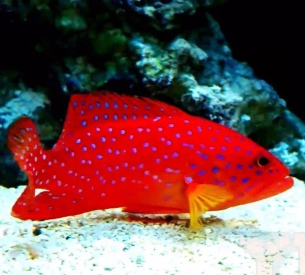 Miniatus Grouper, Cephalopholis miniatus