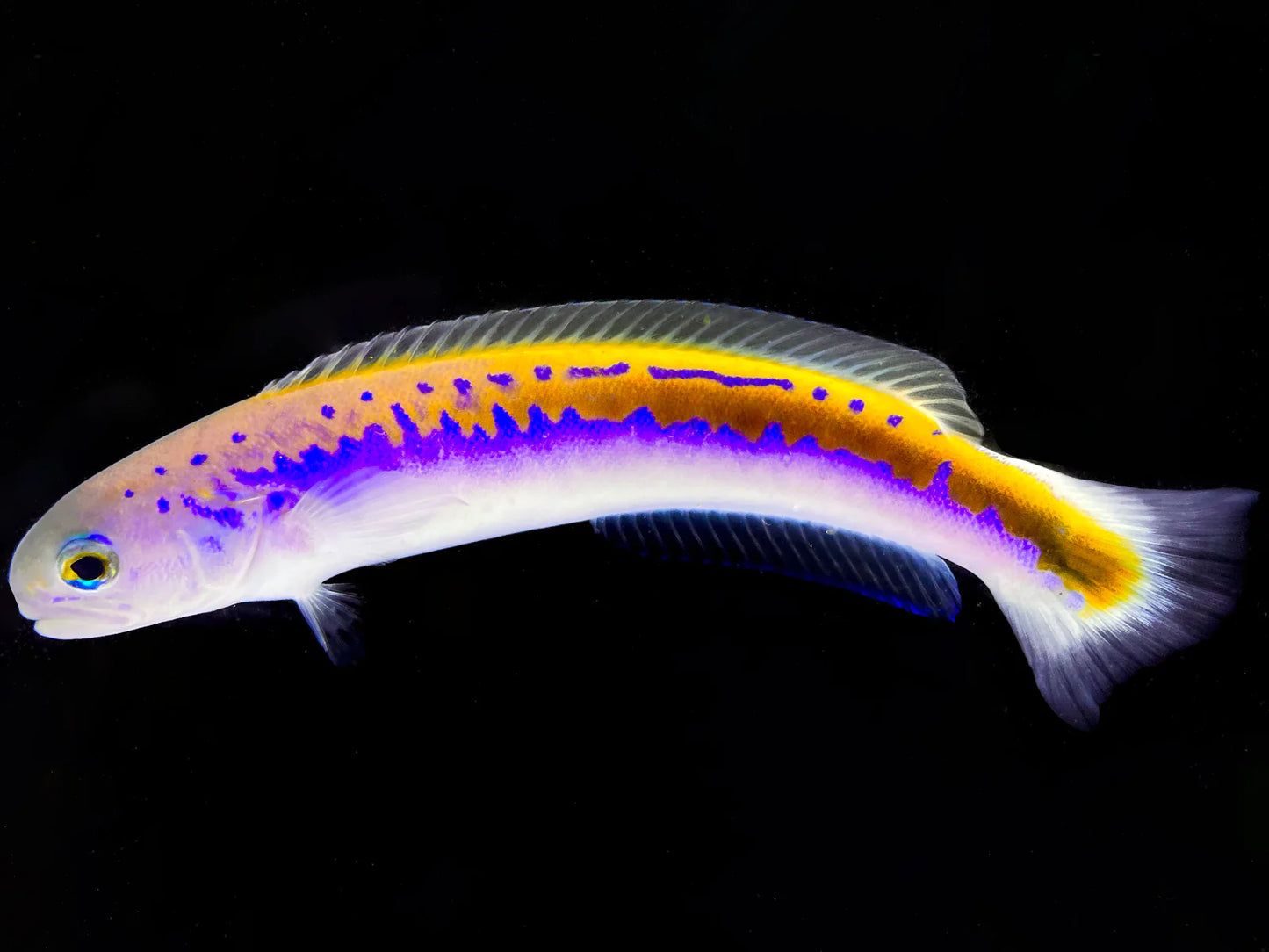 Oreni Tilefish, Hoplolatilus Oren (reserved)