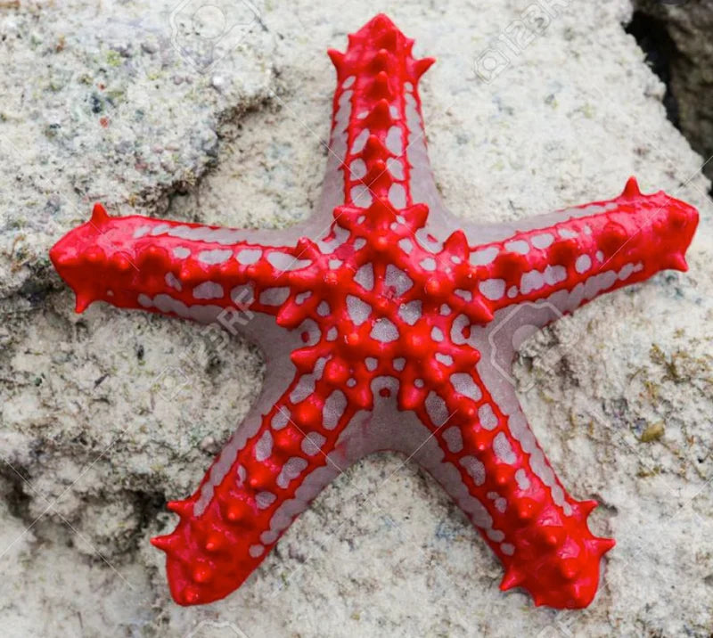 Crimson Knobbed Starfish, Protoreaster linckii)