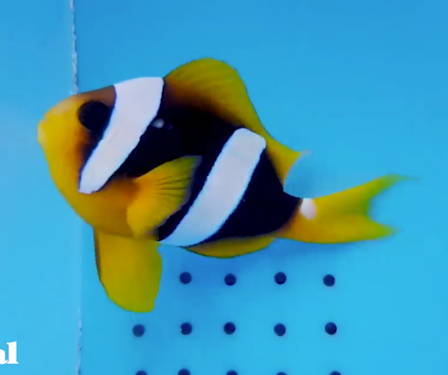 true Madagascar Wideband Clownfish, Amphiprion latifasciatus (pairs)