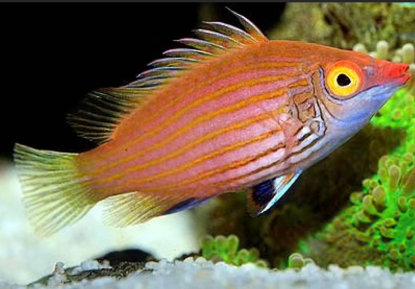 Pink-Streaked Wrasse, Pseudocheilinops ataenia