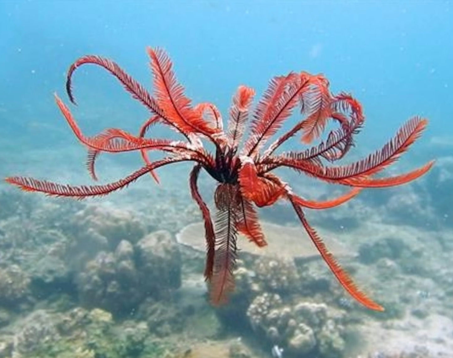 Red Feather Starfish, Comaster sp