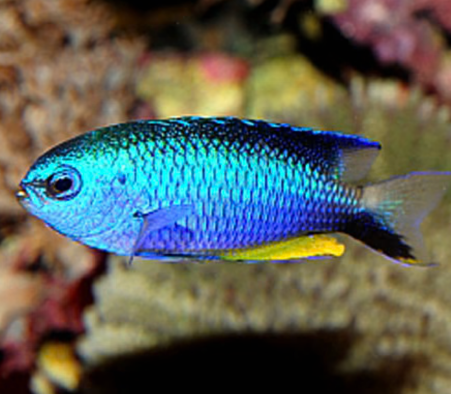 Allen's Damselfish, Pomacentrus alleni