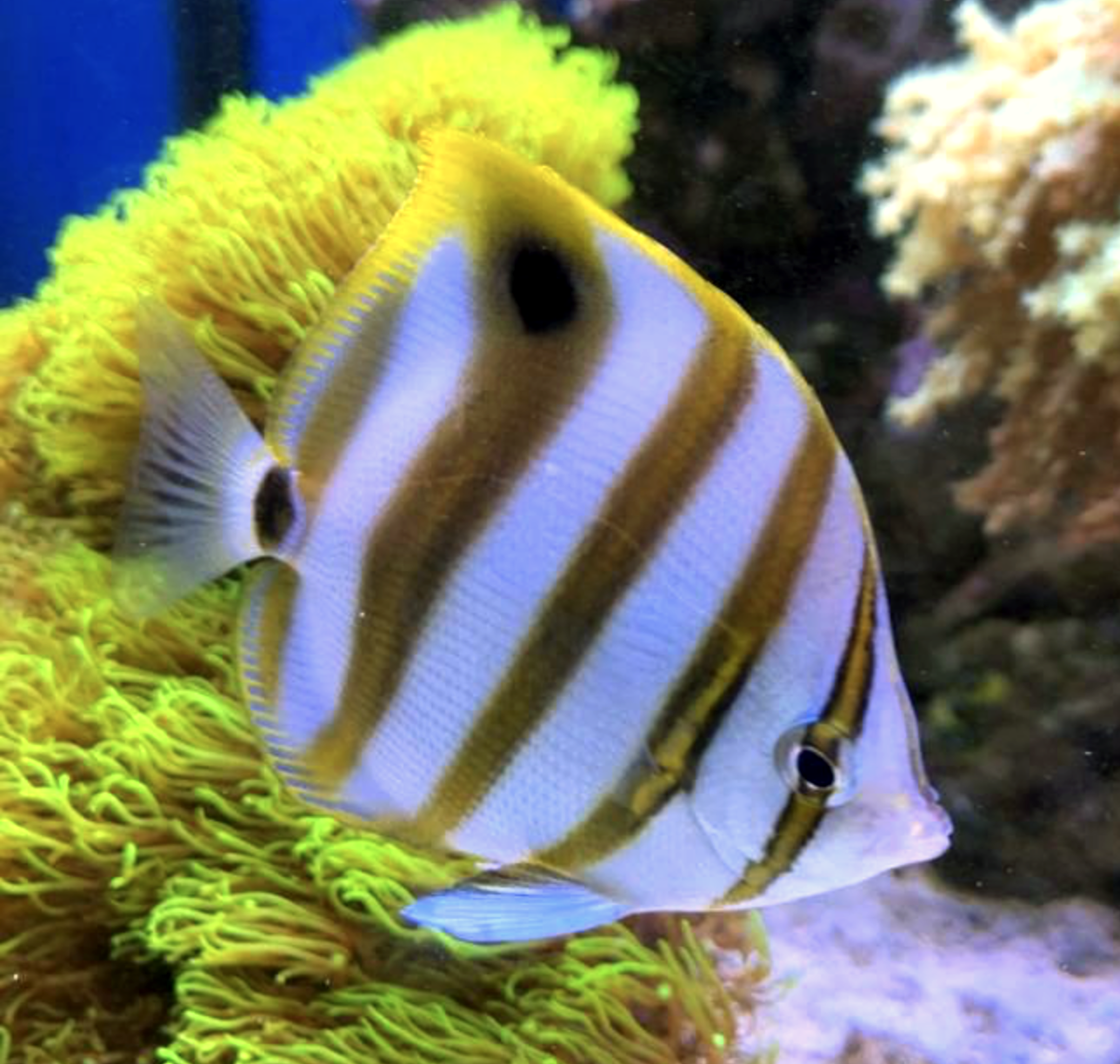 Ocellate Butterflyfish, Parachaetodon ocellatus