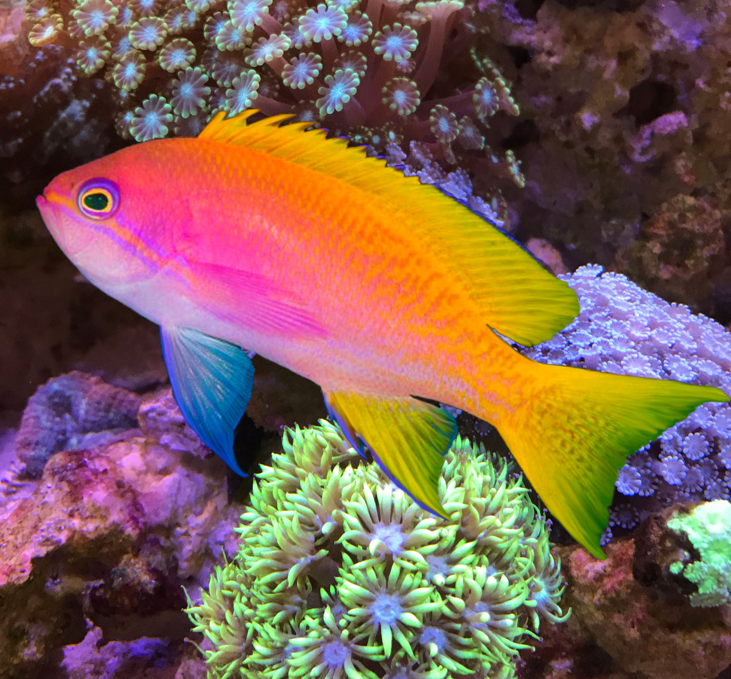 Scribbled anthias, pseudanthias bimaculatus (trio)