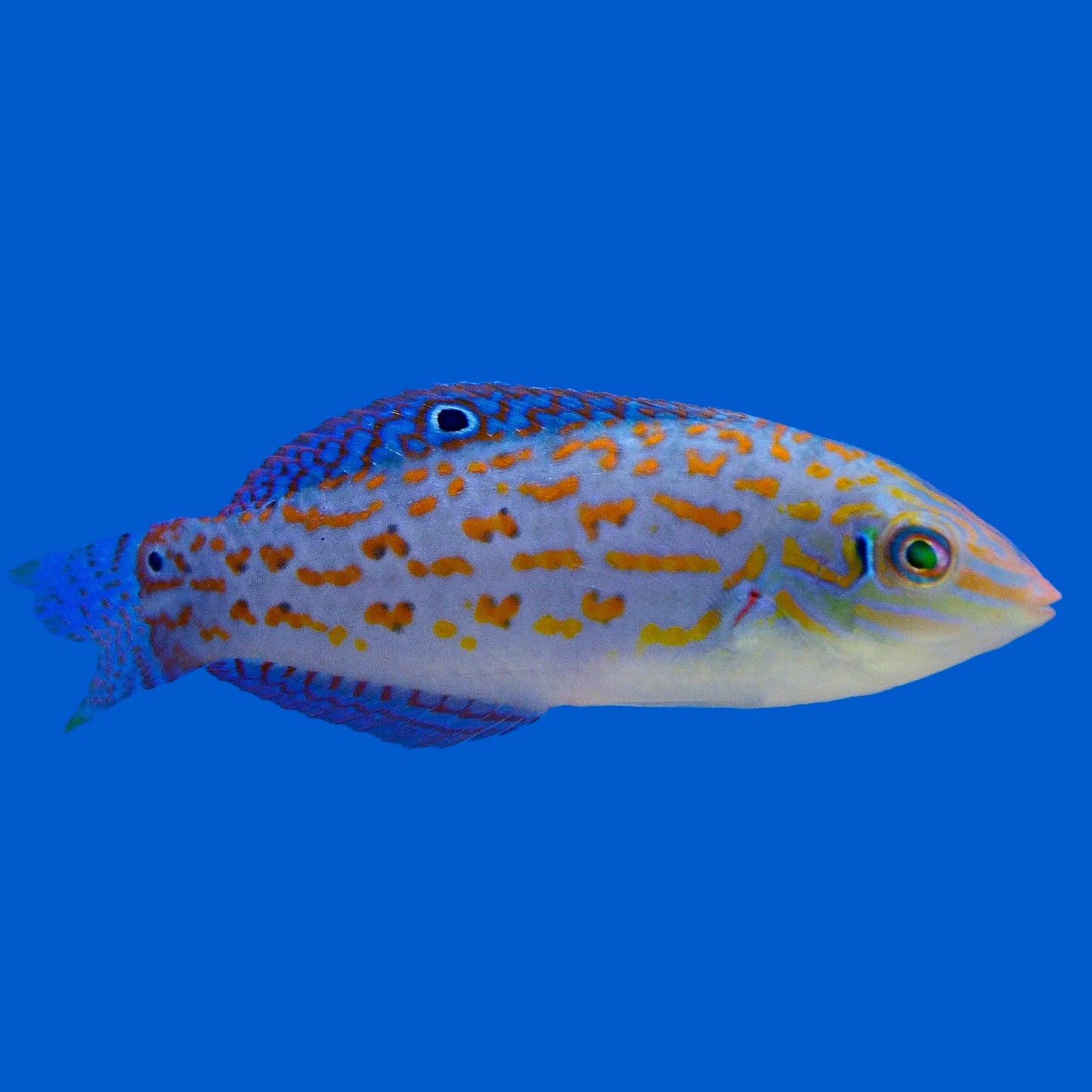 Timor Wrasse, Halichoeres timorensis