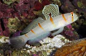 Tangerine lined Goby, Amblyeleotris randalli