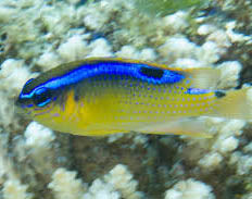 Rock Damsel, Chrysiptera brownriggi