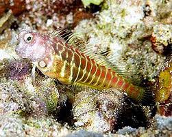 Sunset Algae Blenny Salarias segmentatus