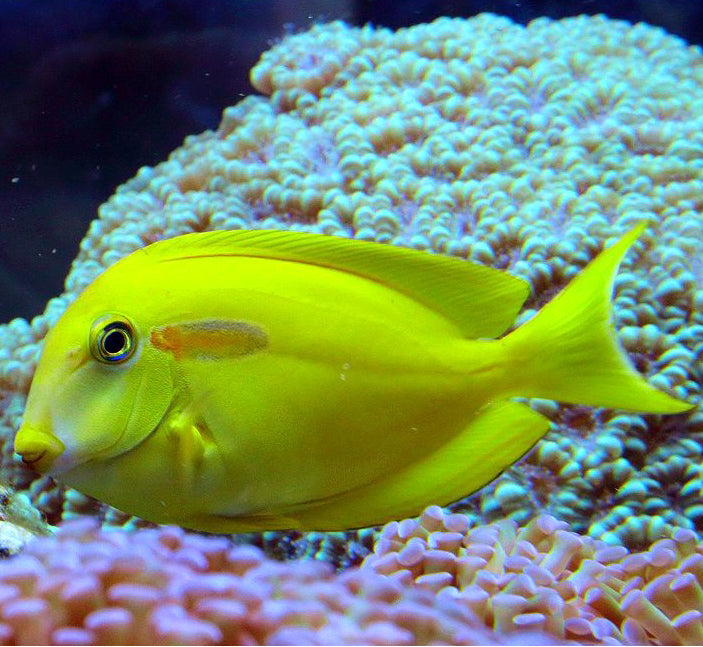 Orangeshoulder Tang (Acanthurus olivaceus) Juv