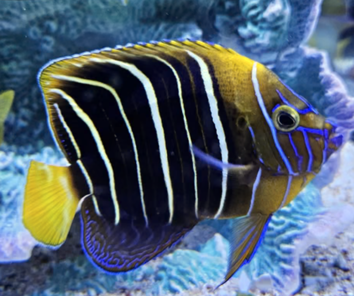 African Chrysurus Angel Fish, Pomacanthus chrysurus