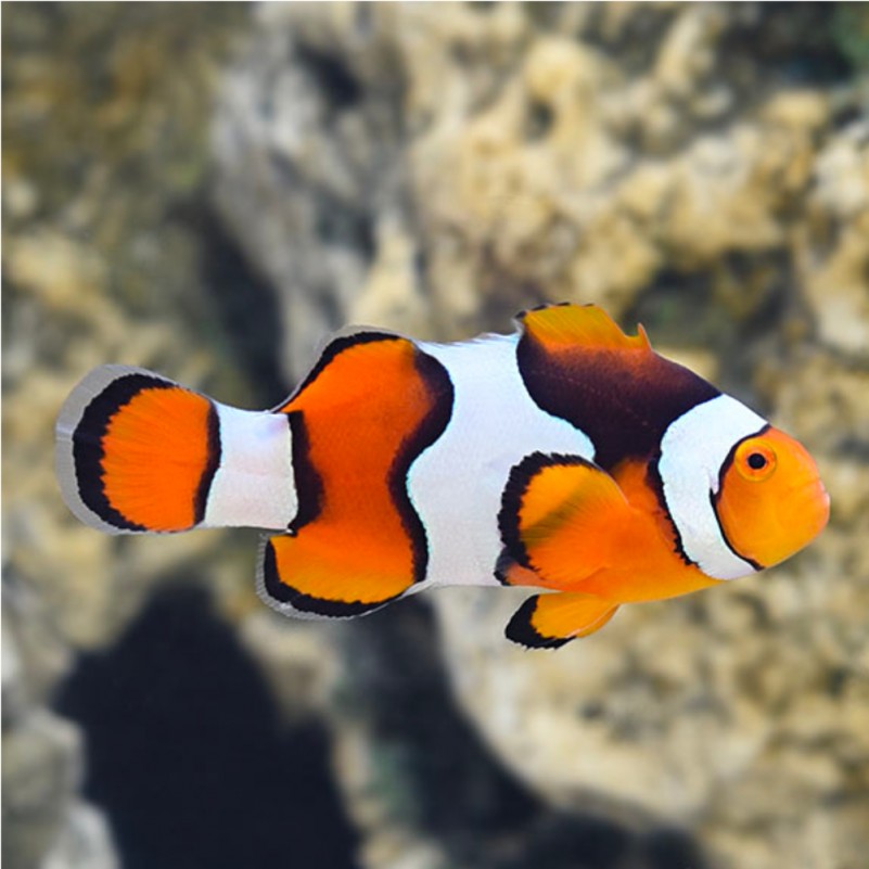 Black Percula Clown, Amphiprion percula, pair