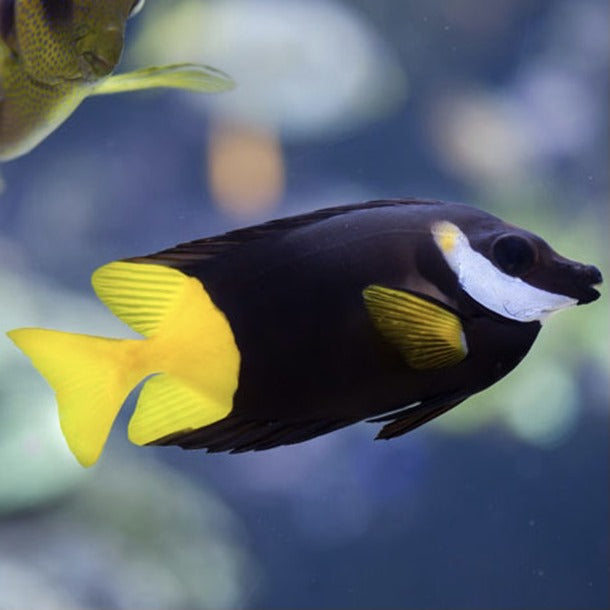 Bicolour Foxface, Siganus uspi