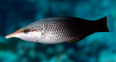Birdmouth Wrasse, Gomphosus varius