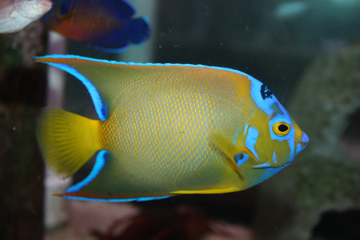 Blue Queen Angel, Holacanthus bermudensis