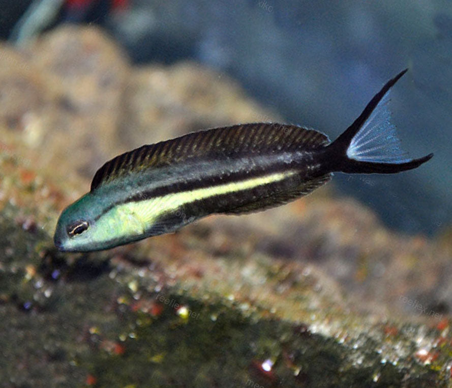 Bundoon Blenny (Meiacanthus bundoons)