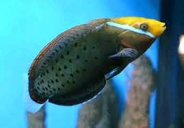 Queen Clown Wrasse, Coris formosa