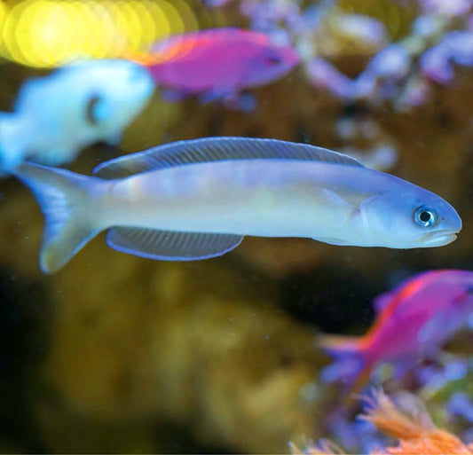 Flashing Tilefish, Hoplolatilus chlupatyi