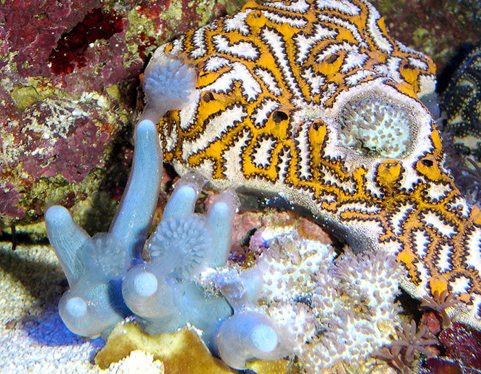 Tiger Skin Sea Squirt, Clavelina sp