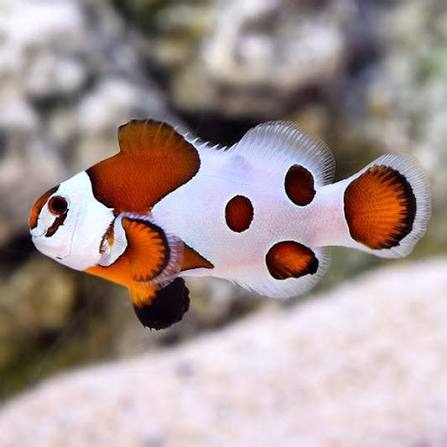 Mocha Storm Clownfish, Amphiprion ocellaris - Pair